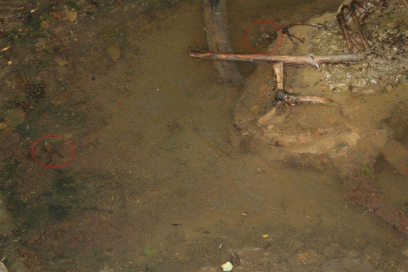 Uova,girini,metamorofosato,ululoni adulti in una sola  pozza